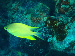 Amblyglyphidodon aureus