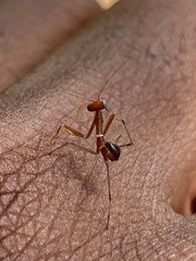Mantodea
