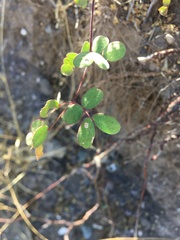 Erythrostemon pannosus