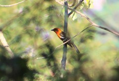Piranga bidentata