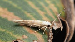 Stathmopoda