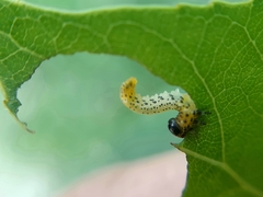 Pristiphora conjugata