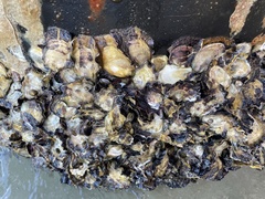 Saccostrea glomerata