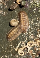 Ischnochiton cariosus