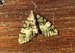 Hydriomena albifasciata