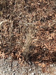 Andropogon gyrans