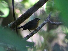 Basileuterus lachrymosus