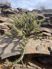 Monsonia