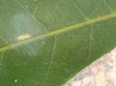 Stenopsocidae