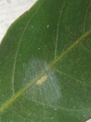 Stenopsocidae