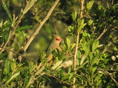 Urocolius indicus indicus