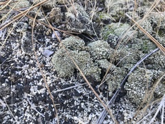 Cladonia strepsilis