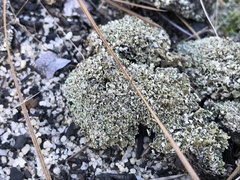 Cladonia strepsilis