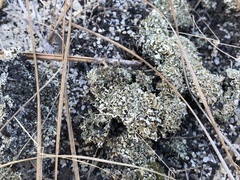 Cladonia strepsilis