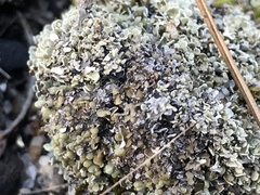 Cladonia strepsilis