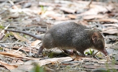 Antechinus mimetes