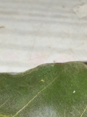 Stenopsocidae
