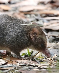 Antechinus mimetes