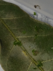 Stenopsocidae