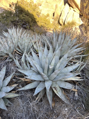 Agave deserti