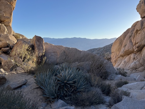 Agave deserti