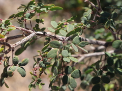 Erythrostemon pannosus