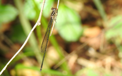 Pseudagrion ignifer