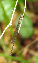 Pseudagrion ignifer