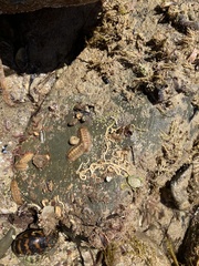 Ischnochiton cariosus