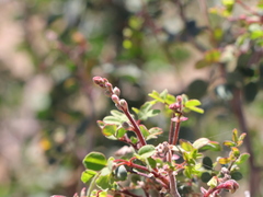 Erythrostemon pannosus