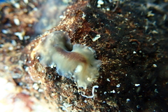 Acotylea