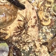 Halicarcinus