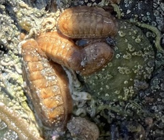 Ischnochiton cariosus