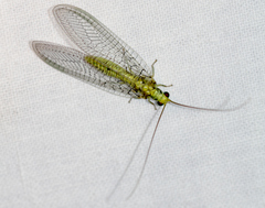 Italochrysa insignis