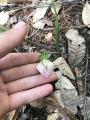 Calochortus albus