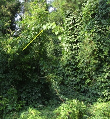 Vitis vinifera