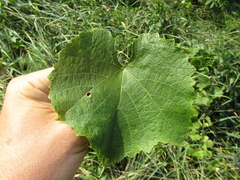 Vitis vinifera