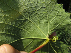 Vitis vinifera