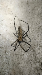 Nephila pilipes