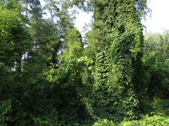 Vitis vinifera