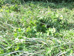 Vitis vinifera