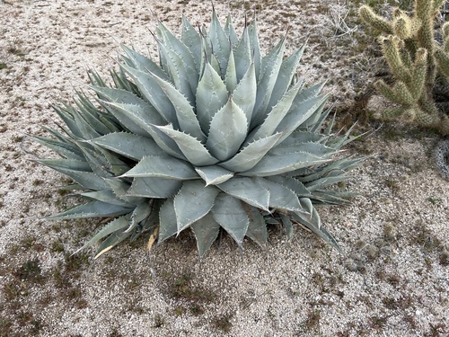 Agave deserti