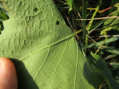 Vitis vinifera