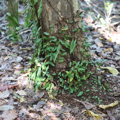 Microgramma heterophylla