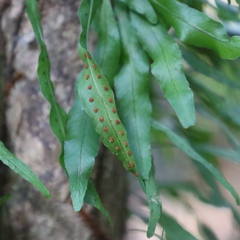 Microgramma heterophylla