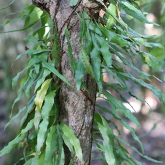 Microgramma heterophylla