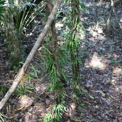 Microgramma heterophylla