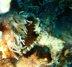 Zoantharia