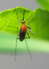 Coquillettidia xanthogaster