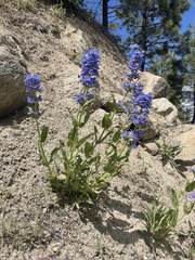 Penstemon payettensis